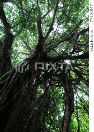 Banyan tree near the ruins of Chinen Castle in Nanjo, Okinawa 77891947