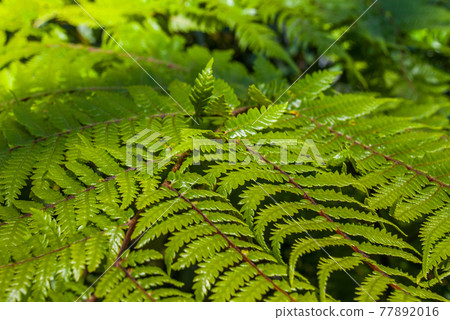 Top view part of the black tree fern - Cyathea medullaris. Top view part of the black tree fern - Cyathea medullaris. 77892016