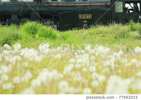 SL wrapped in dandelions 77892033