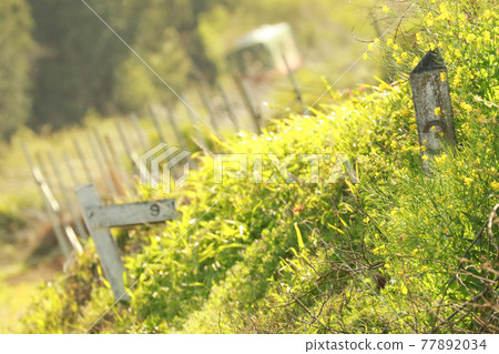 Kilopost 包裹在油菜花中，Moka Tetsudo 77892034