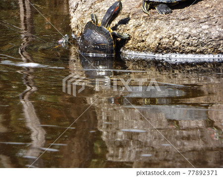 烏龜在Inage公園池塘 77892371