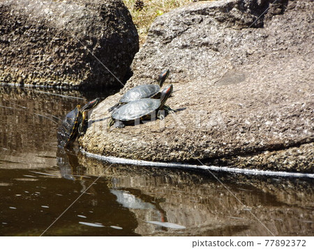 烏龜在Inage公園池塘 77892372