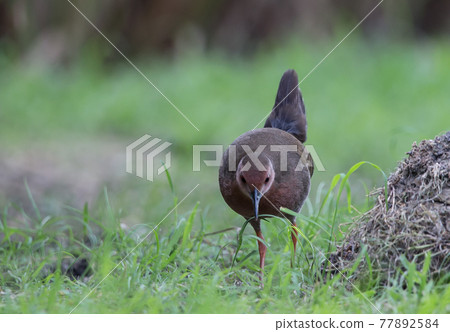 Ruddy-breasted Crake walking for food beside the field. 77892584