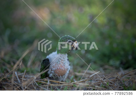 Jardine Parrot (Poicephalus Gulielmi) .baby bird on the green grass background. 77892586