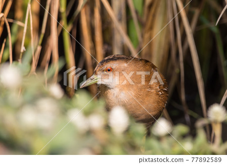 Baillon's Crake standing behind the rice plant. Baillon's Crake standing behind the rice plant. 77892589