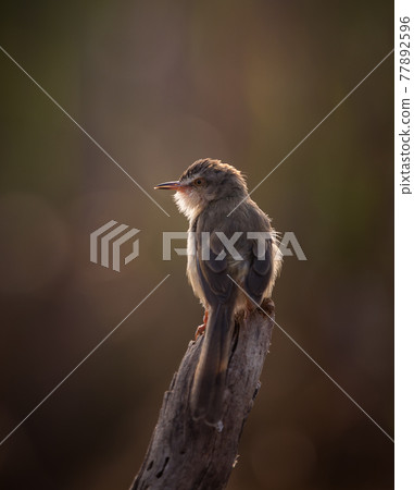 Plain Prinia It is shooting in a backlit manner. 77892596