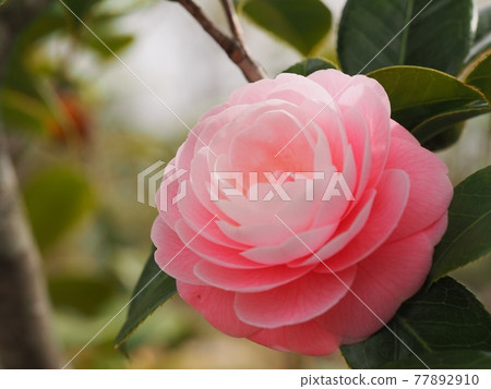 otomebushi花 77892910