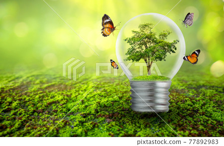 The bulb is located on the inside with leaves forest and the trees are in the light. Concepts of environmental conservation and global warming plant growing inside lamp bulb over dry The bulb is located on the inside with leaves forest and the trees are in the light. Concepts of environmental conservation and global warming plant growing inside lamp bulb over dry 77892983