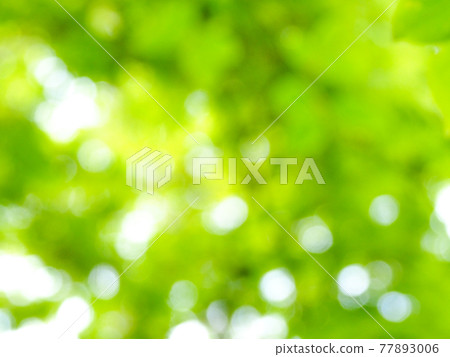 Fresh green leaves / eco image 77893006