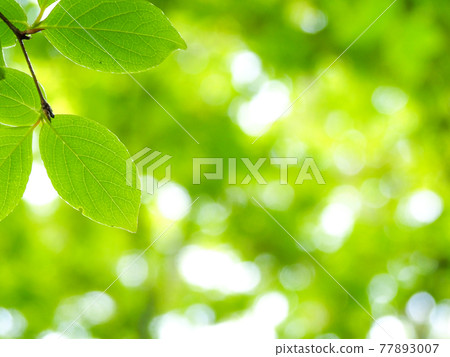 Fresh green leaves / eco image 77893007