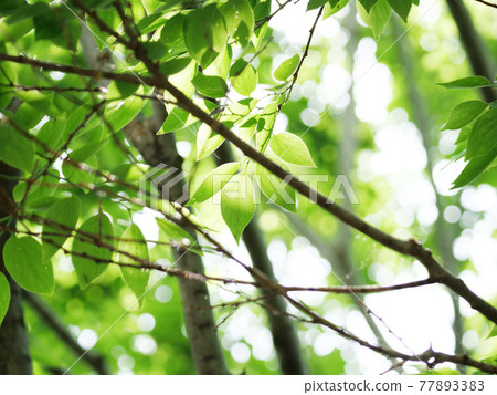 Fresh green landscape 77893383