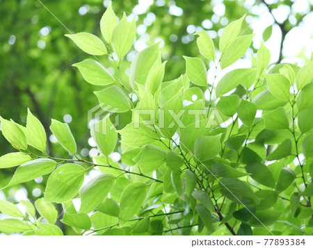 新鮮的綠色景觀 77893384