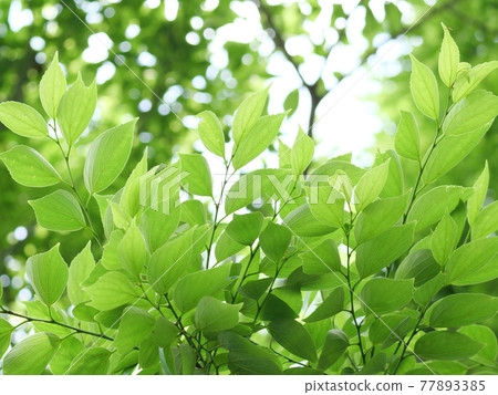 新鮮的綠色景觀 77893385