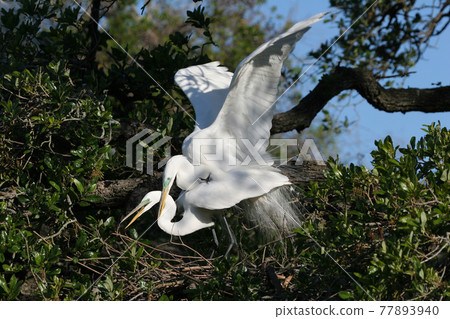 Great Egret - Ardea alba - in oak tree in St Augustine, Florida in mating season Great Egret - Ardea alba - in oak tree in St Augustine, Florida in mating season 77893940