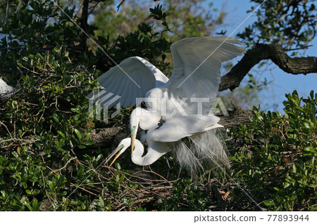 Great Egret - Ardea alba - in oak tree in St Augustine, Florida in mating season Great Egret - Ardea alba - in oak tree in St Augustine, Florida in mating season 77893944
