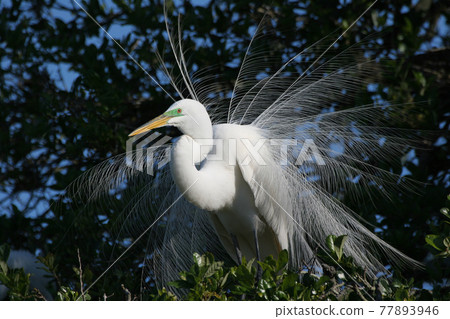 Great Egret - Ardea alba - in oak tree in St Augustine, Florida in mating season Great Egret - Ardea alba - in oak tree in St Augustine, Florida in mating season 77893946