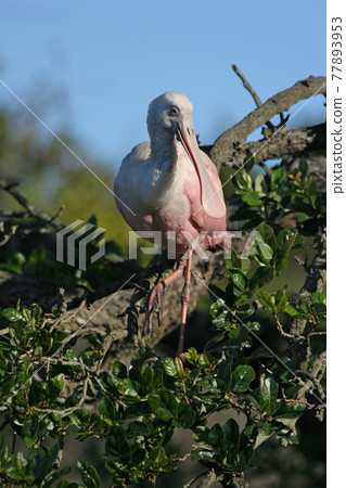 Roseate Spoonbill - Platalea ajaja - on oak tree in Saint Augustine, Florida. Roseate Spoonbill - Platalea ajaja - on oak tree in Saint Augustine, Florida. 77893953