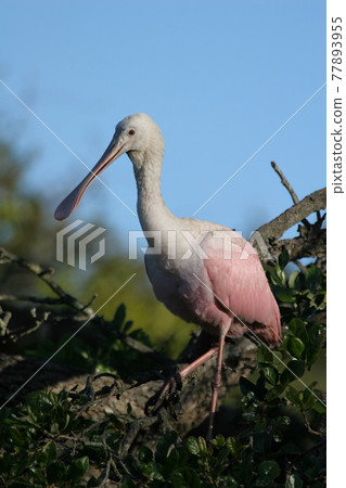 Roseate Spoonbill - Platalea ajaja - on oak tree in Saint Augustine, Florida. Roseate Spoonbill - Platalea ajaja - on oak tree in Saint Augustine, Florida. 77893955