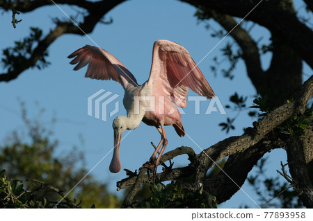 Roseate Spoonbill - Platalea ajaja - on oak tree in Saint Augustine, Florida. Roseate Spoonbill - Platalea ajaja - on oak tree in Saint Augustine, Florida. 77893958