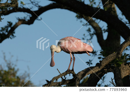 Roseate Spoonbill - Platalea ajaja - on oak tree in Saint Augustine, Florida. Roseate Spoonbill - Platalea ajaja - on oak tree in Saint Augustine, Florida. 77893960