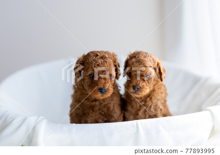 Puppy toy poodle Puppy toy poodle 77893995