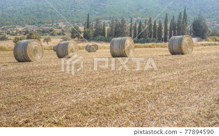 Hay stacks in a row in a field of cut dried grass with a farm on background 77894590