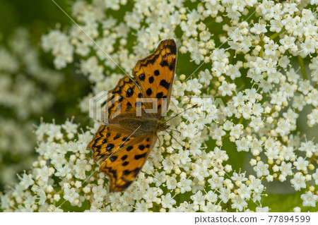 Four-footed butterfly Four-footed butterfly 77894599