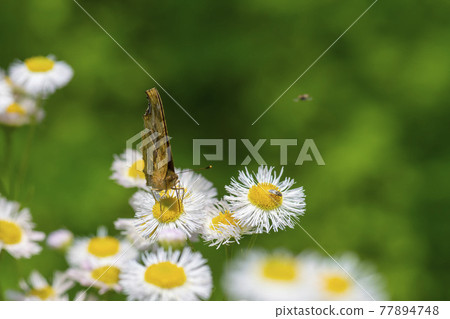 四腳蝴蝶 77894748