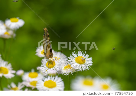 四腳蝴蝶 77894750