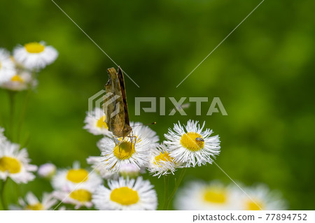 四腳蝴蝶 77894752