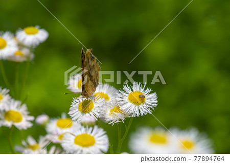 Four-footed butterfly Four-footed butterfly 77894764