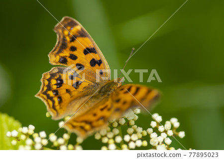 四腳蝴蝶 77895023