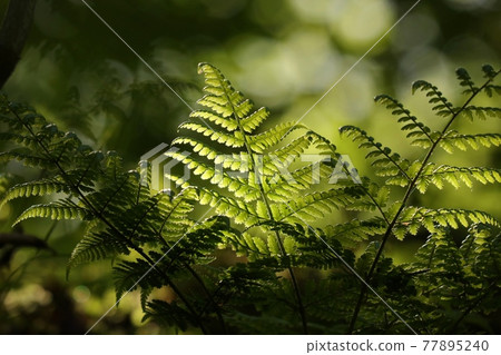 Close-up of Fern in the forest 77895240