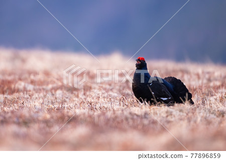 Male of black grouse lekking on dry alpine meadow with open beak Male of black grouse lekking on dry alpine meadow with open beak 77896859