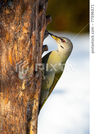 Grey-headed woodpecker attached to the tree with claws in winter Grey-headed woodpecker attached to the tree with claws in winter 77896871