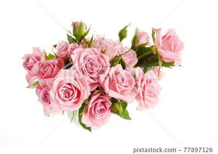 Beautiful pink rose flowers arrangement isolated on white background Beautiful pink rose flowers arrangement isolated on white background 77897126
