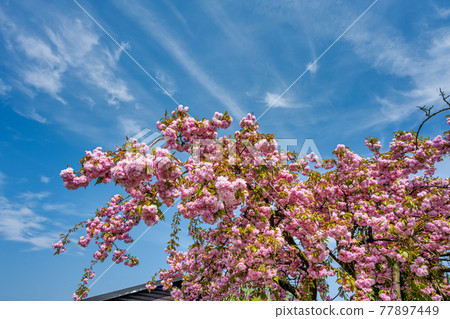 A Japanese Cherry Tree with a clear blue sky in the background 77897449