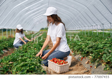Two brunettes are picking strawberries in greenhouse. Two brunettes are picking strawberries in greenhouse. 77897455