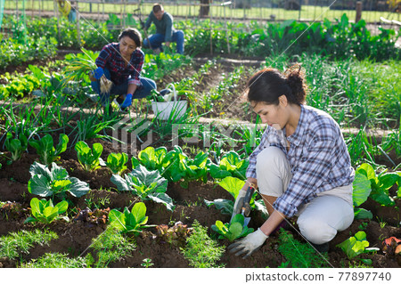 Asian woman hilling cabbage seedlings in garden beds Asian woman hilling cabbage seedlings in garden beds 77897740