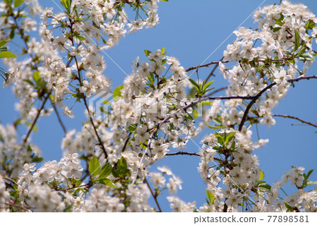 Blossom tree background, nature photography 77898581