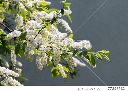 Blossom tree background, nature photography 77898582