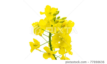 Canola isolated. Rapeseed plant, colza rapeseed for green energy. Yellow rape flower for healthy food oil on field. Springtime golden flowering. 77898636