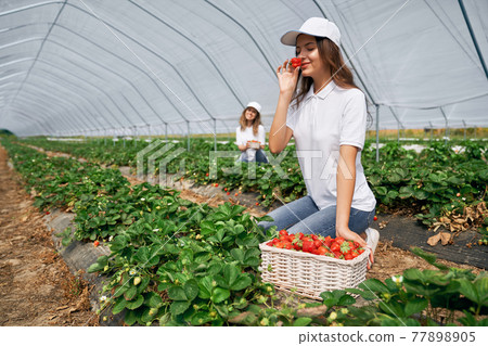 Two females are harvesting strawberries. 77898905