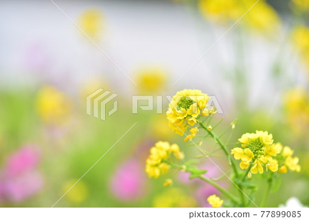 強姦開花 強姦開花 77899085