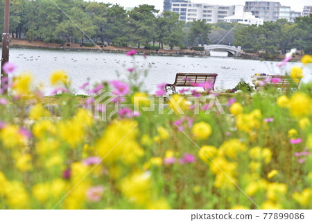 強姦鮮花和長凳 77899086