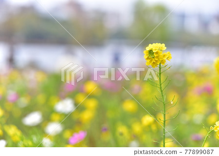 強姦開花 強姦開花 77899087