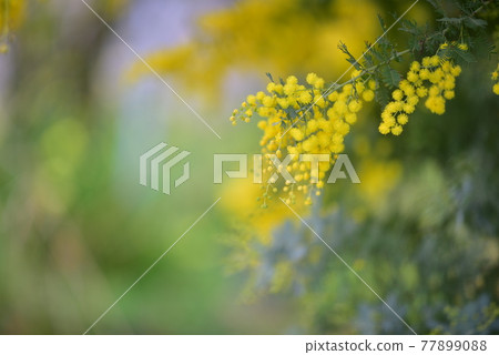 Mimosa Mimosa 77899088
