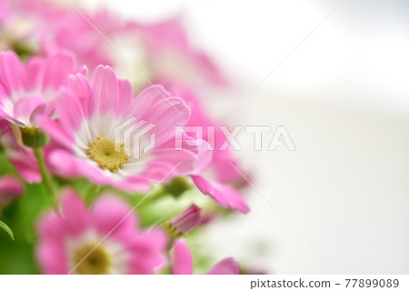 Pink flowers Pink flowers 77899089