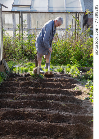 Caucasian Senior man gardener is planting potatoes. Caucasian Senior man gardener is planting potatoes. 77899295