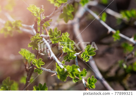 Fresh new green buds on currant branches at springtime garden background 77899321